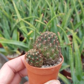 Sulcorebutia markusii v. markusii WR 195 nördlich von Vila Vila, 3000 m