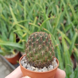 Sulcorebutia markusii v. markusii WR 195 nördlich von Vila Vila, 3000 m