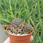 Sulcorebutia steinbachii