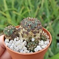 Sulcorebutia steinbachii