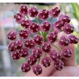 Hoya kentiana