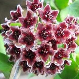 Hoya globulifera