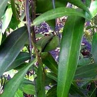 Hoya globulifera