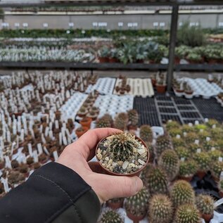 Carnegiea gigantea Saguaro