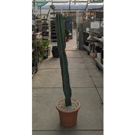 Cereus peruvianus XL