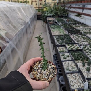 Ceropegia simoneae   Madagaskar