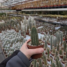 Cleistocactus baumannii v. bruneispina