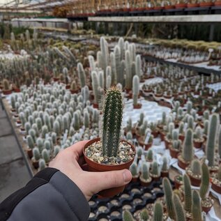 Cleistocactus brookei