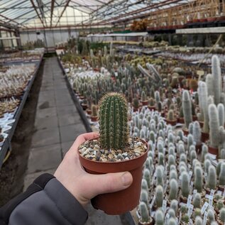 Cleistocactus fusiflorus   Comarapa