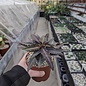 Euphorbia francoisii-Hybr.      CITES, not outside EU