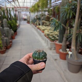 Gymnocalycium fleischerianum  VOS 30 östl. der Pirareta Wasserfälle, Cordillera, Paraguay, 185 m   