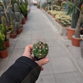 Gymnocalycium fleischerianum  VOS 30 östl. der Pirareta Wasserfälle, Cordillera, Paraguay, 185 m   