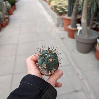 Gymnocalycium zegarre  VOS 76 westl. Materal, Santa Cruz, Materal, Bolivien, 1242 m