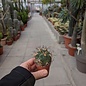 Gymnocalycium zegarre  VOS 76 westl. Materal, Santa Cruz, Materal, Bolivien, 1242 m