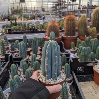 Trichocereus pachanoi cv. Blue Epidermis