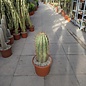 Trichocereus pasacana Solitär