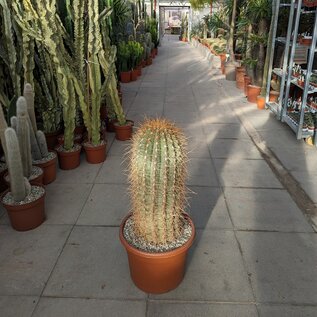 Trichocereus pasacana Solitär