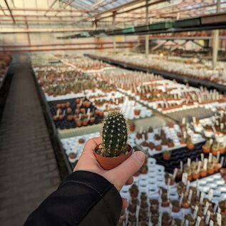 Trichocereus-Hybr. Camaeleon x Andenken an Dr. Stauch