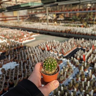 Trichocereus-Hybr. Djinni rot 11cm x 17cm