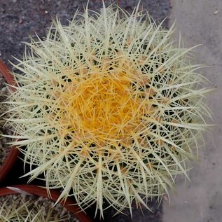 Echinocactus grusonii