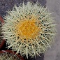 Echinocactus grusonii