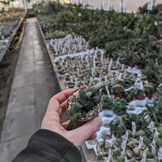 Gasteria nitida-Hybr.