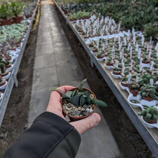 Gasteria nitida-Hybr.