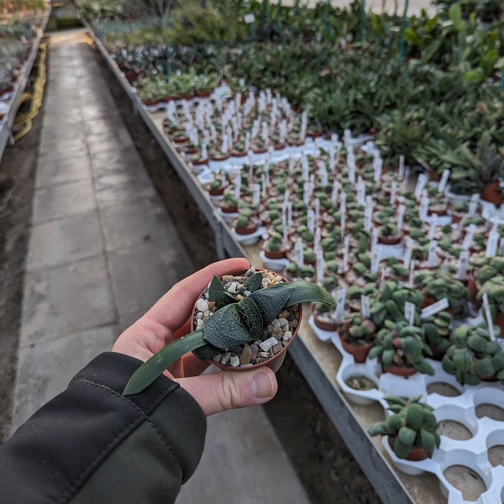 Gasteria nitidaHybr. Uhlig Kakteen Über 5000 verschiedene Arten