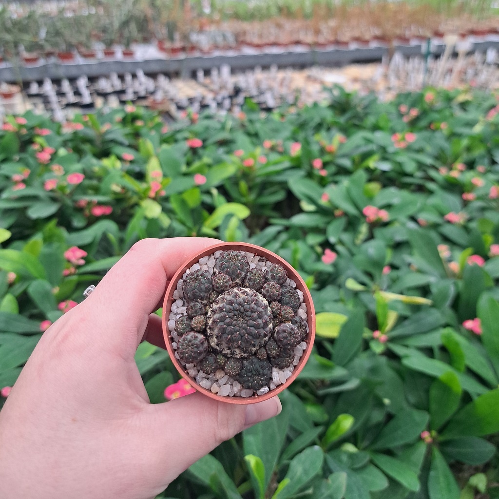 Sulcorebutia rauschii RMR 0223 Co. Ayrampo, ganz oben 2780 m - Uhlig ...