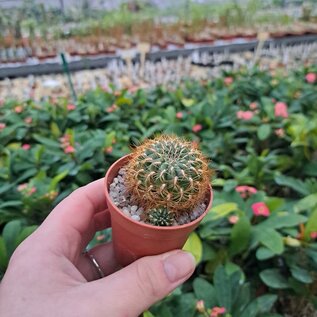 Sulcorebutia spec. lutea  RMR 0921 Cordillera Mandinga 2690 m