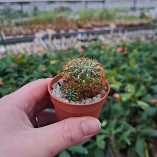 Sulcorebutia spec. lutea  RMR 0921 Cordillera Mandinga 2690 m