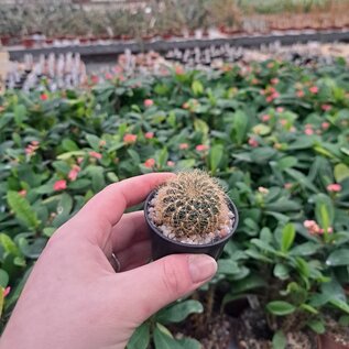 Sulcorebutia mentosa v. swobodae HS 027A Mizque  Aiquile, 4,5 km nach HS 13, genau bei Grenztafel des Bezirks Mizque, 2400 m