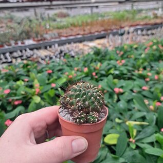 Sulcorebutia cochabambina