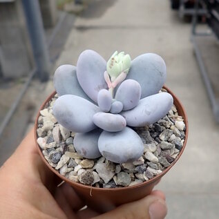 Pachyphytum oviferum