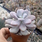 Graptopetalum amethystinum