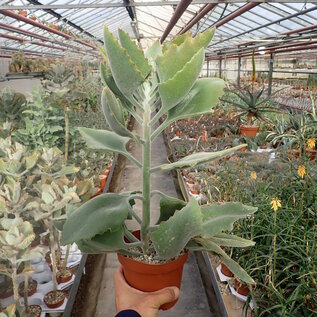 Kalanchoe beharensis