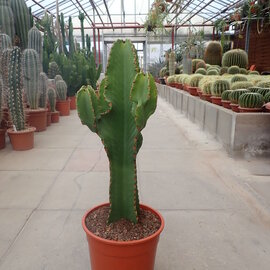 Euphorbia ingens