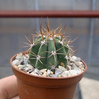 Trichocereus macrogonus