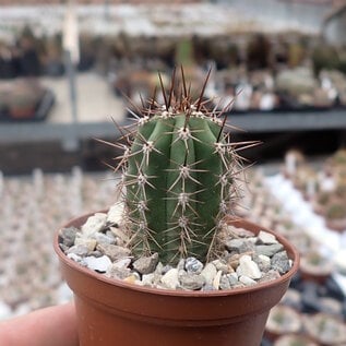 Trichocereus pachanoi