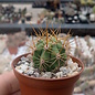 Trichocereus terscheckii