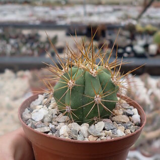 Trichocereus terscheckii