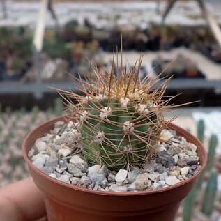 Trichocereus pasacana