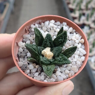 Ariocarpus fissuratus v. hintonii     CITES, not outside EU