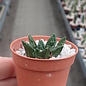 Ariocarpus fissuratus v. hintonii     CITES, not outside EU