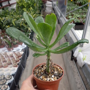 Cotyledon paniculata