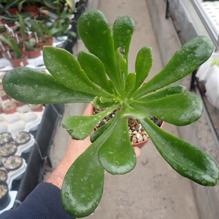 Cotyledon paniculata