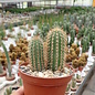 Cleistocactus baumannii v. bruneispina