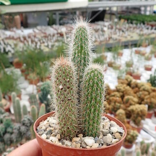 Cleistocactus baumannii ssp. horstii HU 373