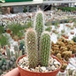 Cleistocactus baumannii ssp. horstii HU 373