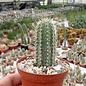 Cleistocactus brookei